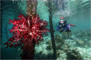 Potapljaški tečaji